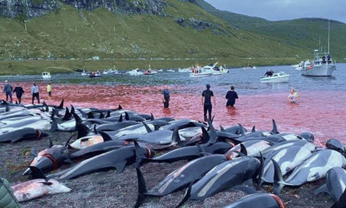 Grindadràp la strage di delfini